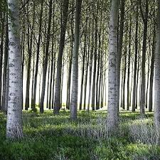 خرید نهال صنوبر از شاه نهال