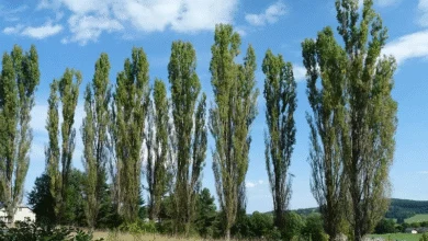 همسو ورزشی