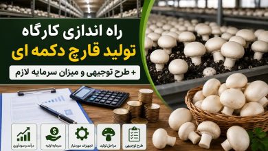 راه اندازی کارگاه تولید قارچ دکمه ای + طرح توجیهی و میزان سرمایه لازم