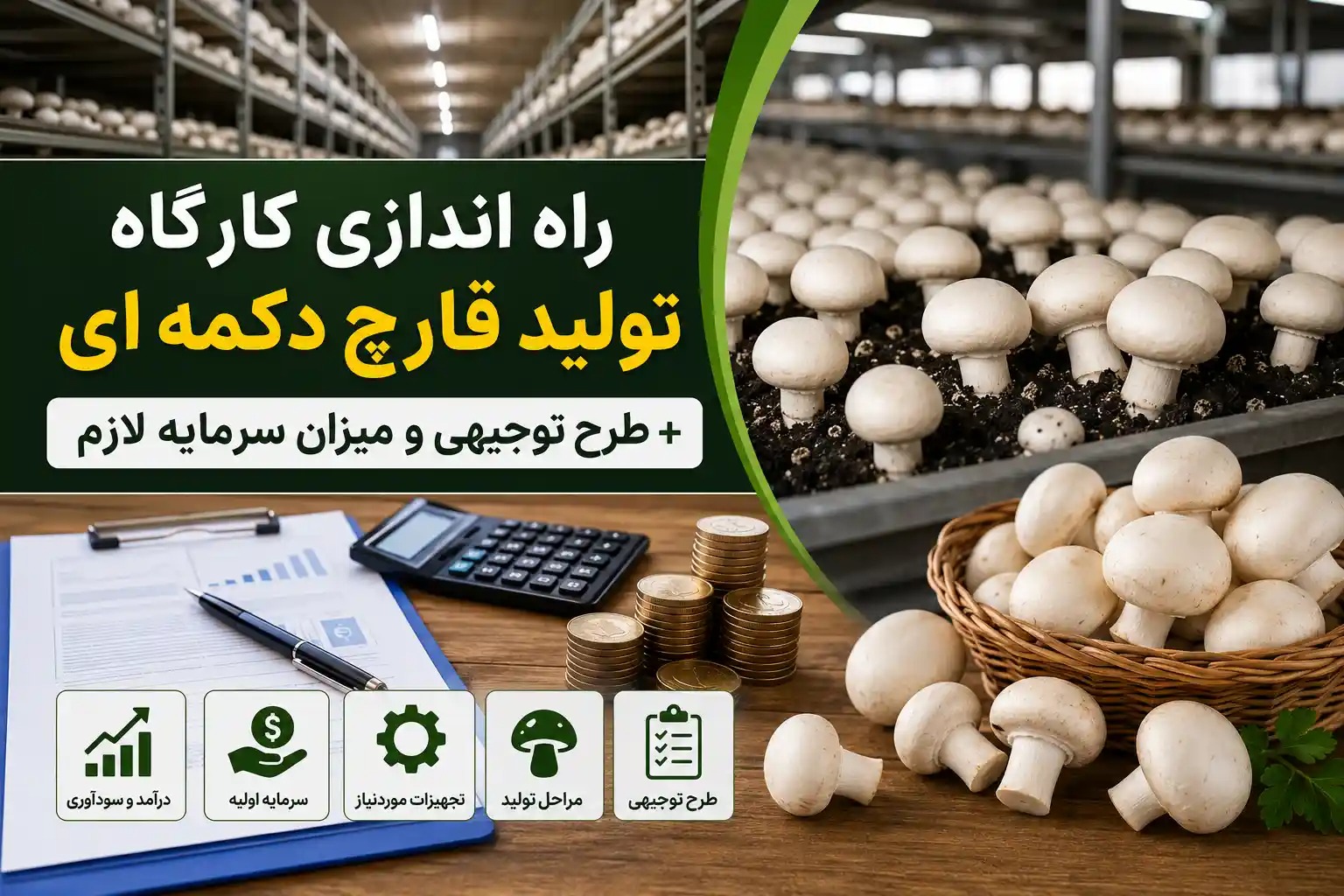 راه اندازی کارگاه تولید قارچ دکمه ای + طرح توجیهی و میزان سرمایه لازم