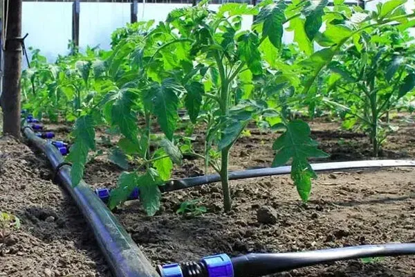 اینفوگرافیک؛ تجهیز ۴۱ هزار هکتار از اراضی خراسانشمالی به آبیاری نوین اینفوگرافیک؛ تجهیز ۴۱ هزار هکتار از اراضی خراسانشمالی به آبیاری نوین