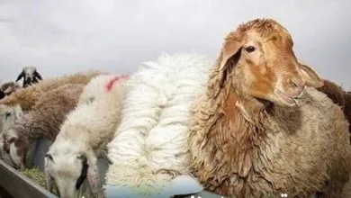 همسو ورزشی